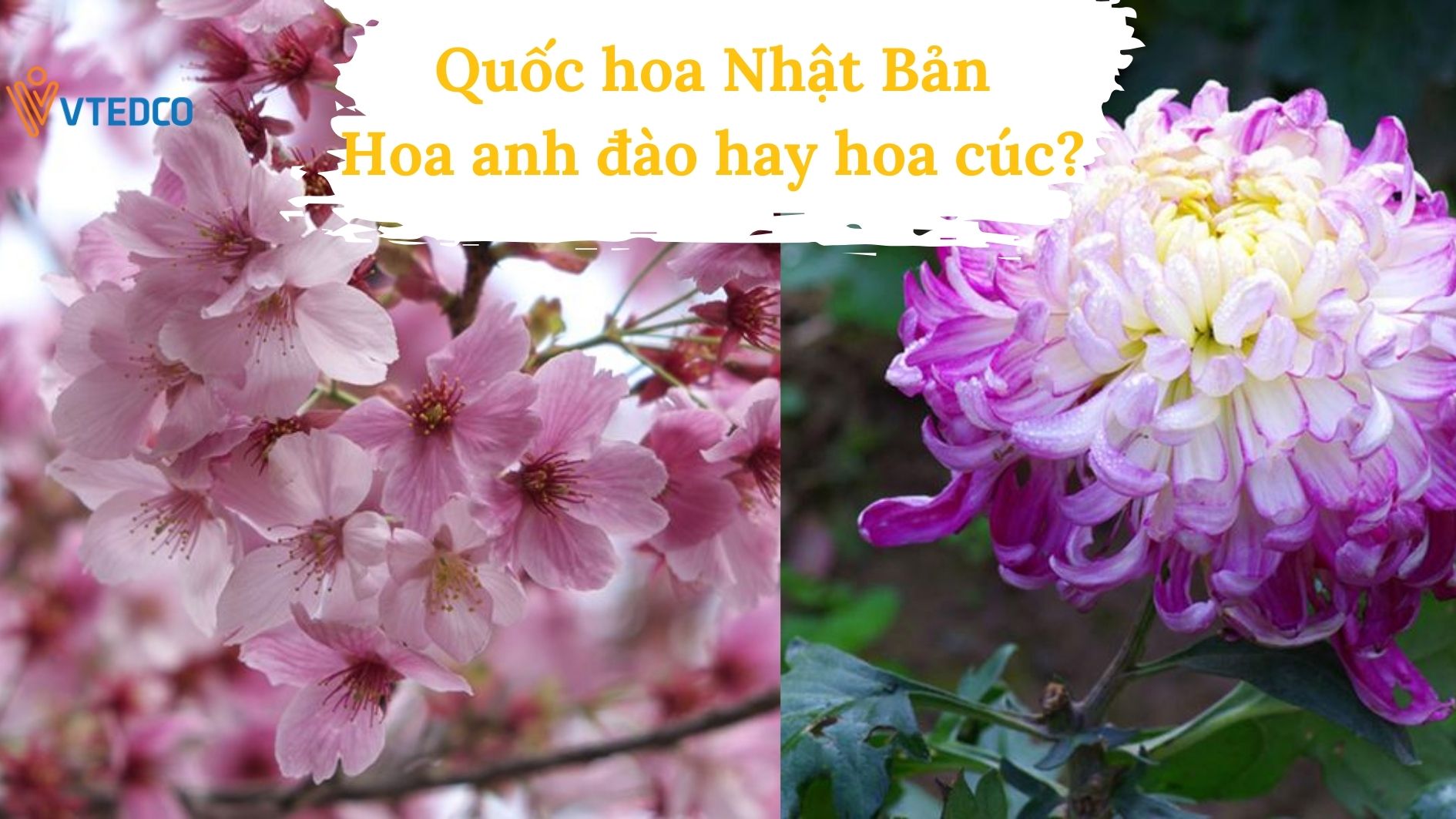 Quốc hoa của Nhật Bản- hoa anh đào hay hoa cúc?